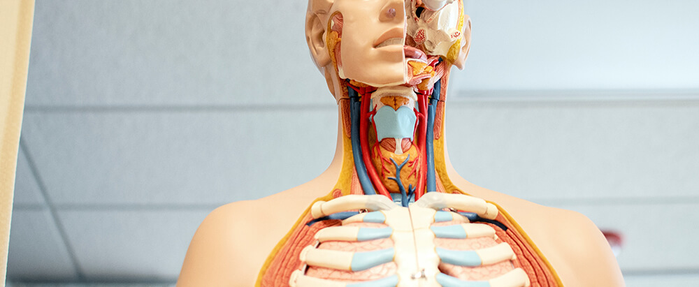 anatomy figure